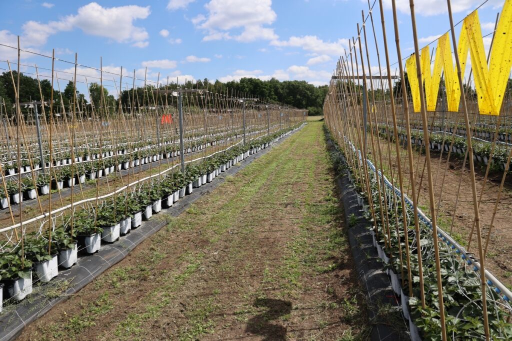 Szkółka, gdzie produkuje się sadzonki long cane jeżyny