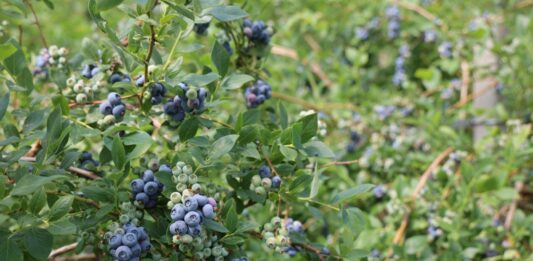 Borówka pod osłonami i plon 25 t/ha. Jak nawożenie wpływa na wzrost i owocowanie? Obfite plonowanie borówki
