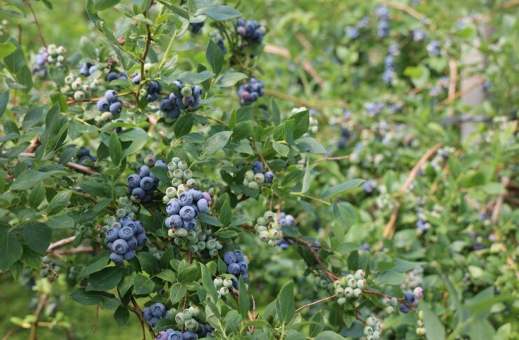 Borówka pod osłonami i plon 25 t/ha. Jak nawożenie wpływa na wzrost i owocowanie? Obfite plonowanie borówki