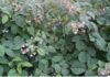 Maliny po przymrozkach. Kwieciak, mszyce i opóźnione kwitnienie na wielu plantacjach (monitoring plantacji, 08.06.2026 r.) ‘Cascade Harvest’ w fazie rozwoju owoców, BBCH 74-75 (05.06.2026.)