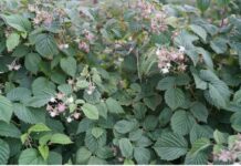 Maliny po przymrozkach. Kwieciak, mszyce i opóźnione kwitnienie na wielu plantacjach (monitoring plantacji, 08.06.2026 r.) ‘Cascade Harvest’ w fazie rozwoju owoców, BBCH 74-75 (05.06.2026.)