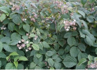 Maliny po przymrozkach. Kwieciak, mszyce i opóźnione kwitnienie na wielu plantacjach (monitoring plantacji, 08.06.2026 r.) ‘Cascade Harvest’ w fazie rozwoju owoców, BBCH 74-75 (05.06.2026.)