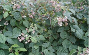 Maliny po przymrozkach. Kwieciak, mszyce i opóźnione kwitnienie na wielu plantacjach (monitoring plantacji, 08.06.2026 r.) ‘Cascade Harvest’ w fazie rozwoju owoców, BBCH 74-75 (05.06.2026.)