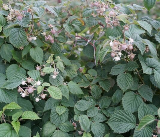 Maliny po przymrozkach. Kwieciak, mszyce i opóźnione kwitnienie na wielu plantacjach (monitoring plantacji, 08.06.2026 r.) ‘Cascade Harvest’ w fazie rozwoju owoców, BBCH 74-75 (05.06.2026.)