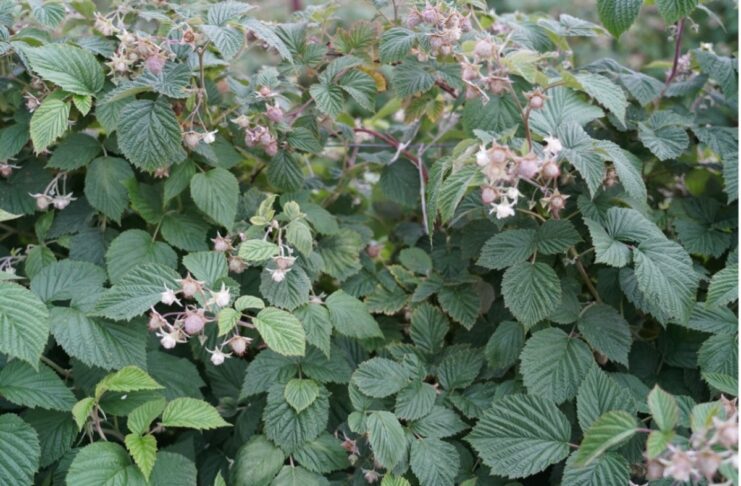 Maliny po przymrozkach. Kwieciak, mszyce i opóźnione kwitnienie na wielu plantacjach (monitoring plantacji, 08.06.2026 r.) ‘Cascade Harvest’ w fazie rozwoju owoców, BBCH 74-75 (05.06.2026.)