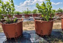 Upały przekraczające 40°C. Jak przygotować plantacje jagodowe na ekstremalny stres termiczny?