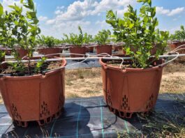 Upały przekraczające 40°C. Jak przygotować plantacje jagodowe na ekstremalny stres termiczny?