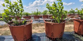 Upały przekraczające 40°C. Jak przygotować plantacje jagodowe na ekstremalny stres termiczny?