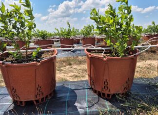 Upały przekraczające 40°C. Jak przygotować plantacje jagodowe na ekstremalny stres termiczny?
