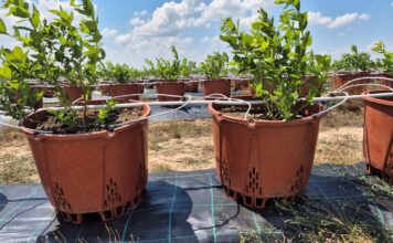 Upały przekraczające 40°C. Jak przygotować plantacje jagodowe na ekstremalny stres termiczny?