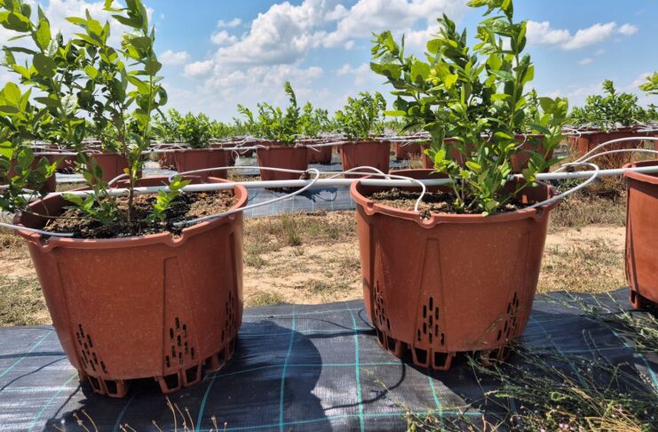 Upały przekraczające 40°C. Jak przygotować plantacje jagodowe na ekstremalny stres termiczny?