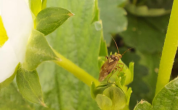 Zmienik lucernowiec – wróg jagodowych plantacji. Jak go pokonać?