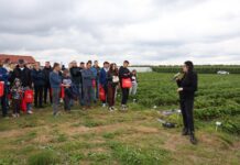 Folia ściółkująca w uprawie truskawek – sprawdzamy najnowsze rozwiązania folia ściółkująca