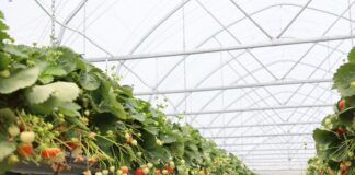 Jak pielęgnować truskawkę ‘Hademar’ między kolejnymi rzutami owocowania? Obfite owocowanie odmiany 'Hademar'