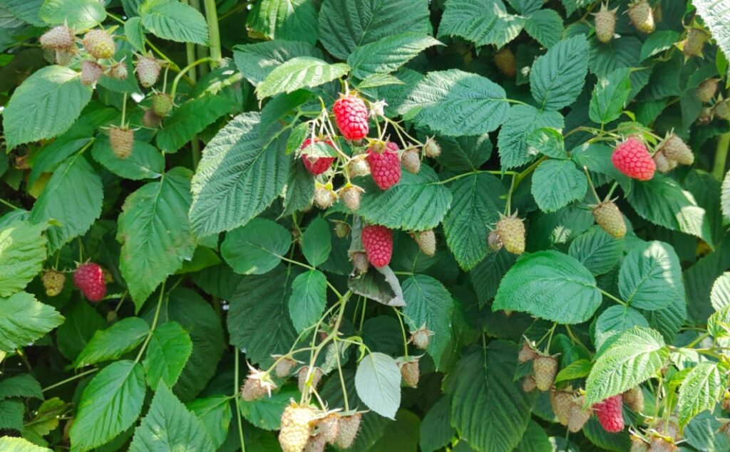 Cascade Hervest