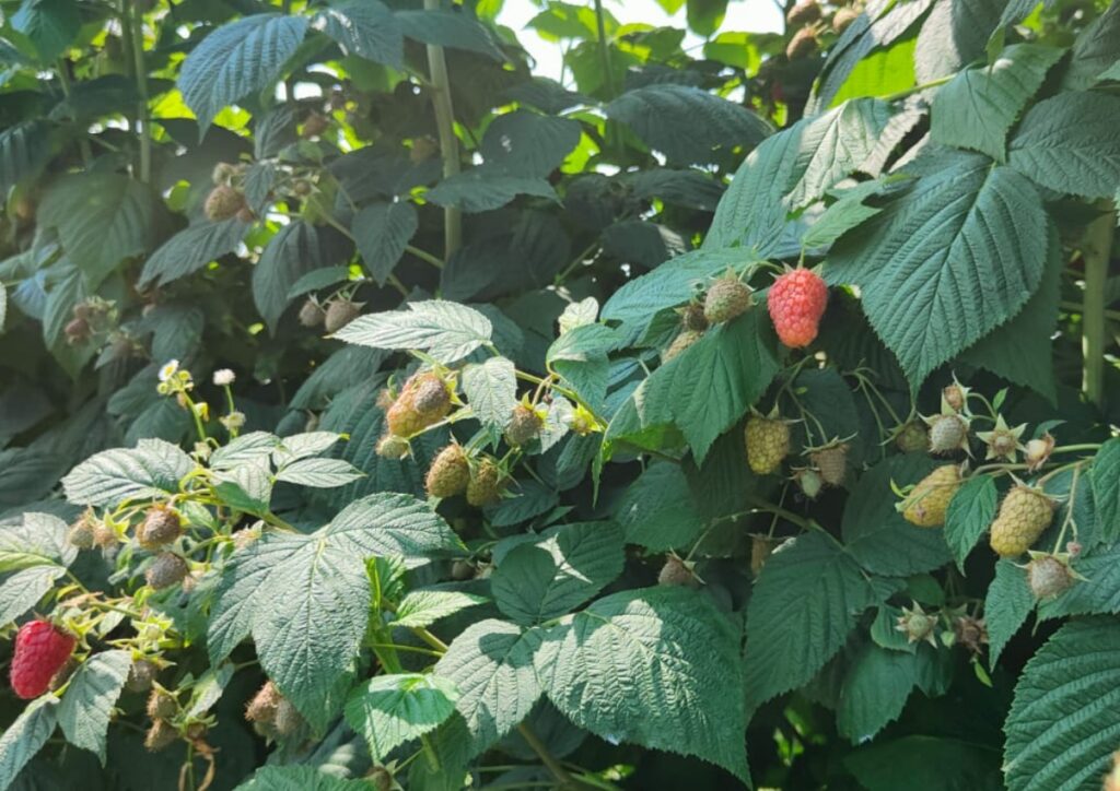 Cascade Hervest