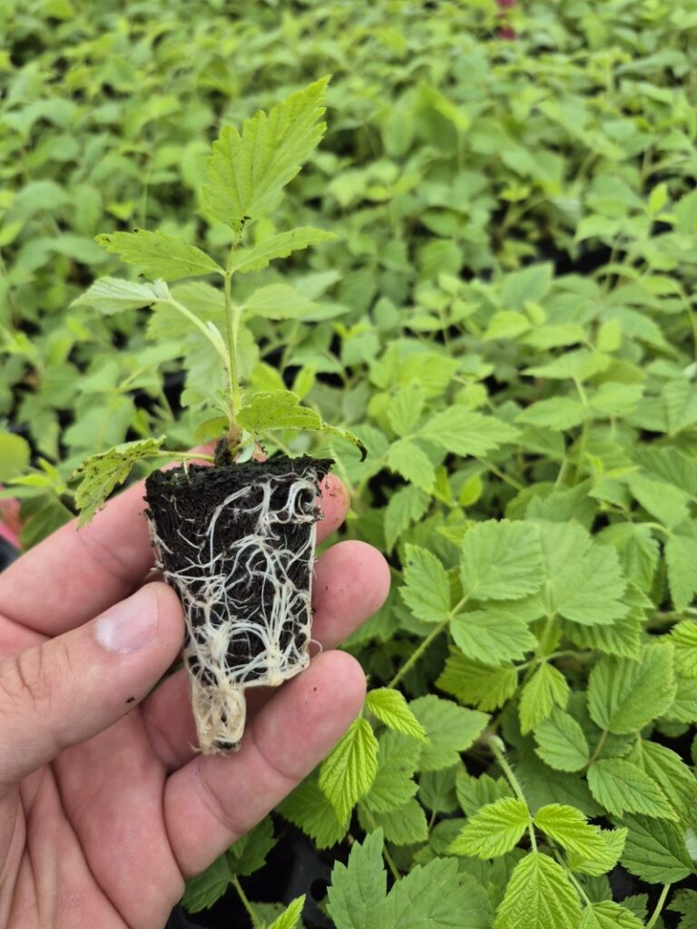 Sadzonki plug w Agronom Plants