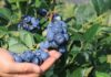 Plantatorzy borówki wskazali cenę, która zapewnia opłacalność produkcji w sezonie 2026. Oczekiwania nie są wygórowane Ceny borówki w oczekiwaniu plantatorów