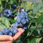 Ceny borówki w oczekiwaniu plantatorów