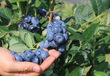 Plantatorzy borówki wskazali cenę, która zapewnia opłacalność produkcji w sezonie 2026. Oczekiwania nie są wygórowane Ceny borówki w oczekiwaniu plantatorów
