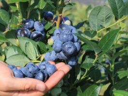 Plantatorzy borówki wskazali cenę, która zapewnia opłacalność produkcji w sezonie 2026. Oczekiwania nie są wygórowane Ceny borówki w oczekiwaniu plantatorów