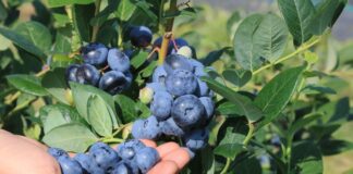 Plantatorzy borówki wskazali cenę, która zapewnia opłacalność produkcji w sezonie 2026. Oczekiwania nie są wygórowane Ceny borówki w oczekiwaniu plantatorów