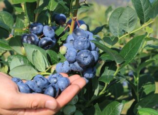 Plantatorzy borówki wskazali cenę, która zapewnia opłacalność produkcji w sezonie 2026. Oczekiwania nie są wygórowane Ceny borówki w oczekiwaniu plantatorów