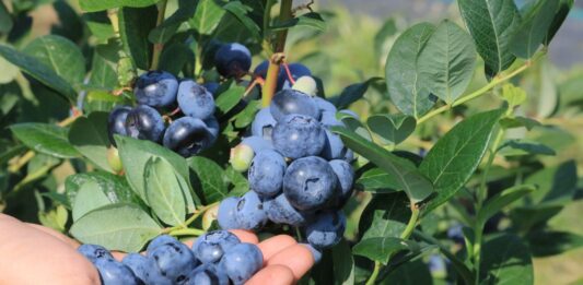 Ceny borówki w oczekiwaniu plantatorów