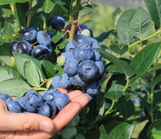 Plantatorzy borówki wskazali cenę, która zapewnia opłacalność produkcji w sezonie 2026. Oczekiwania nie są wygórowane Ceny borówki w oczekiwaniu plantatorów