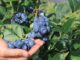 Plantatorzy borówki wskazali cenę, która zapewnia opłacalność produkcji w sezonie 2026. Oczekiwania nie są wygórowane Ceny borówki w oczekiwaniu plantatorów