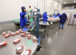 Eksport owoców i warzyw filarem polskiej gospodarki. Dlaczego sektor ogrodniczy zasługuje na większe wsparcie?
