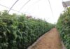 Jak udało się uratować plantację malin po silnej presji przędziorków? Program regeneracji zaprezentowano podczas Berry Trip