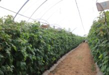 Jak udało się uratować plantację malin po silnej presji przędziorków? Program regeneracji zaprezentowano podczas Berry Trip