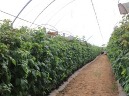 Jak udało się uratować plantację malin po silnej presji przędziorków? Program regeneracji zaprezentowano podczas Berry Trip