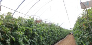 Jak udało się uratować plantację malin po silnej presji przędziorków? Program regeneracji zaprezentowano podczas Berry Trip