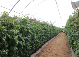 Jak udało się uratować plantację malin po silnej presji przędziorków? Program regeneracji zaprezentowano podczas Berry Trip