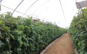 Jak udało się uratować plantację malin po silnej presji przędziorków? Program regeneracji zaprezentowano podczas Berry Trip