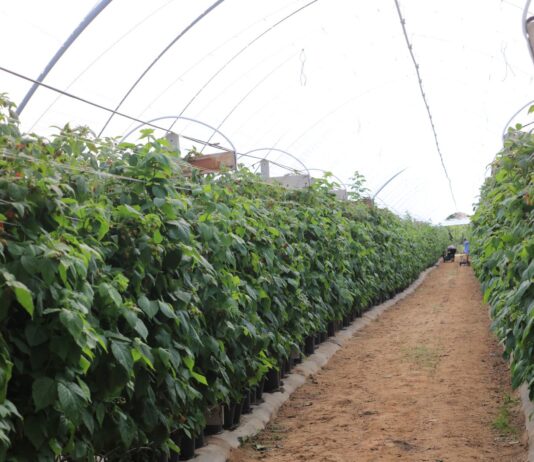 Jak udało się uratować plantację malin po silnej presji przędziorków? Program regeneracji zaprezentowano podczas Berry Trip