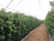 Jak udało się uratować plantację malin po silnej presji przędziorków? Program regeneracji zaprezentowano podczas Berry Trip