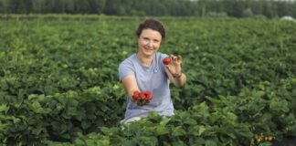 Większość truskawek już po zbiorach. Jak zadbać o plantacje po trudnym sezonie 2026?