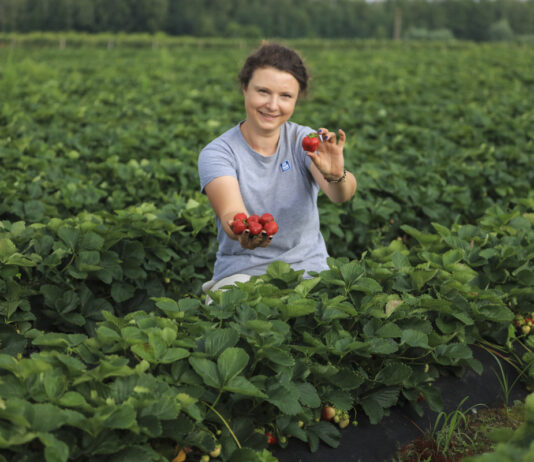 Większość truskawek już po zbiorach. Jak zadbać o plantacje po trudnym sezonie 2026?