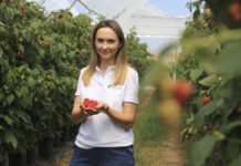 Szara pleśń w malinach podczas zbiorów. Jak chronić owoce? VitiSan z 1-dniową karencją