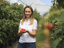 Szara pleśń w malinach podczas zbiorów. Jak chronić owoce? VitiSan z 1-dniową karencją