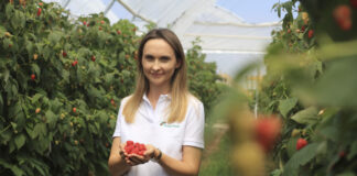 Szara pleśń w malinach podczas zbiorów. Jak chronić owoce? VitiSan z 1-dniową karencją