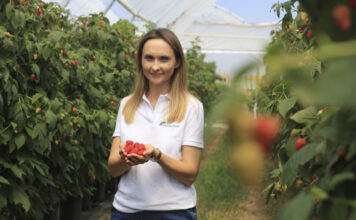 Szara pleśń w malinach podczas zbiorów. Jak chronić owoce? VitiSan z 1-dniową karencją