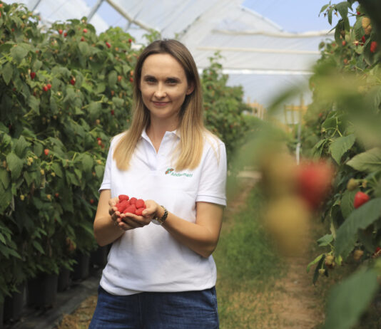 Szara pleśń w malinach podczas zbiorów. Jak chronić owoce? VitiSan z 1-dniową karencją