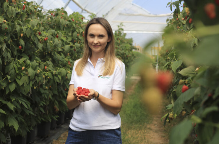 Szara pleśń w malinach podczas zbiorów. Jak chronić owoce? VitiSan z 1-dniową karencją