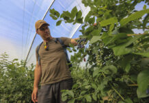 Rynek borówki przed sezonem 2026. Mateusz Pilch (Berry Group): „Koszt produkcji przekracza 15 zł/kg”