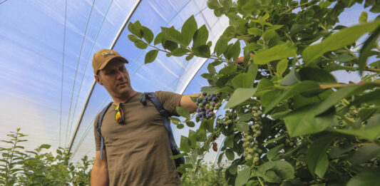 Rynek borówki przed sezonem 2026. Mateusz Pilch (Berry Group): „Koszt produkcji przekracza 15 zł/kg”