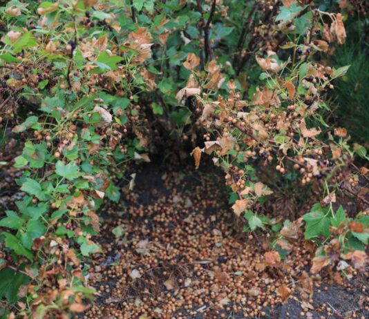 Pomoc dla plantatorów jagodowych w 2026 roku. Kto może otrzymać wsparcie z ARiMR?